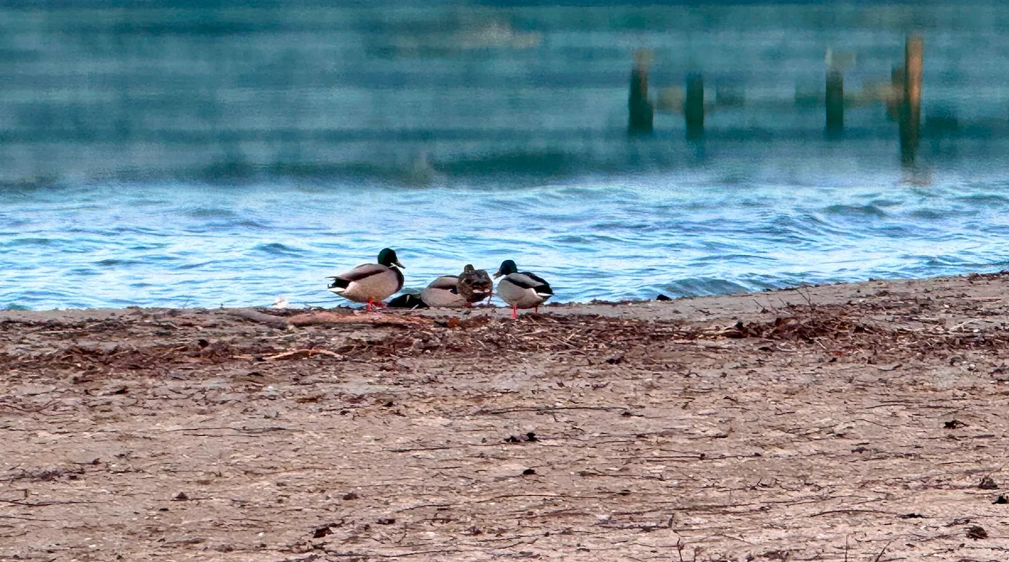 #16. Les couleurs de l'hiver